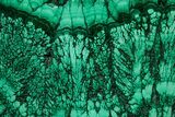 Huge, Flowery Polished Malachite Specimen ( lbs) - Congo #301583-2